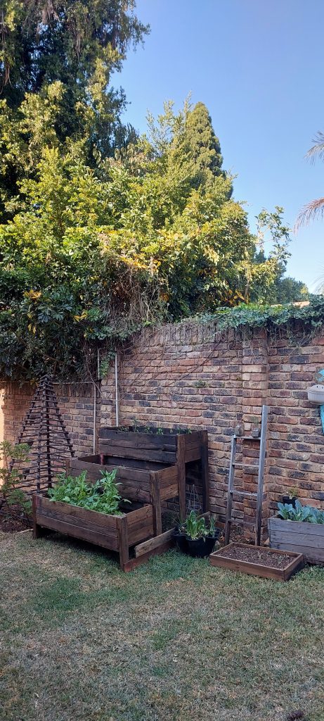 My vegetable garden - a passion project | Wisdoms and Wrinkles