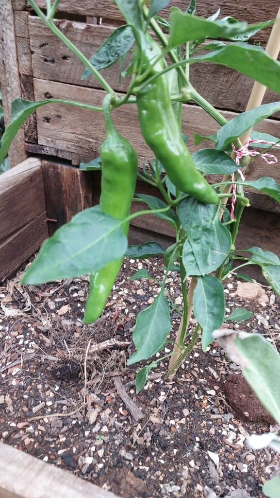 My vegetable garden - a passion project | Wisdoms and Wrinkles