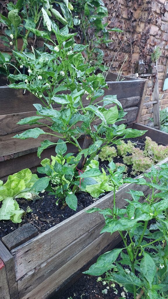 My vegetable garden - a passion project | Wisdoms and Wrinkles