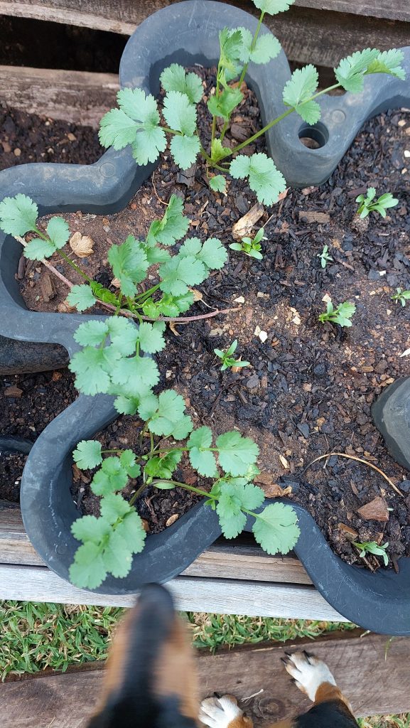 My vegetable garden - a passion project | Wisdoms and Wrinkles