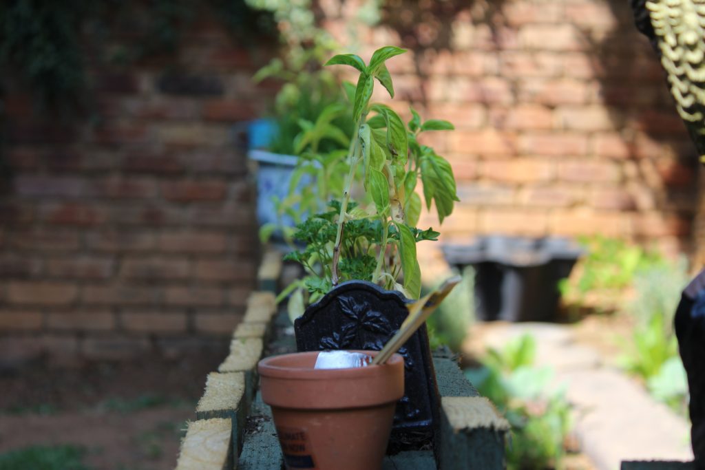My vegetable garden - a passion project | Wisdoms and Wrinkles
