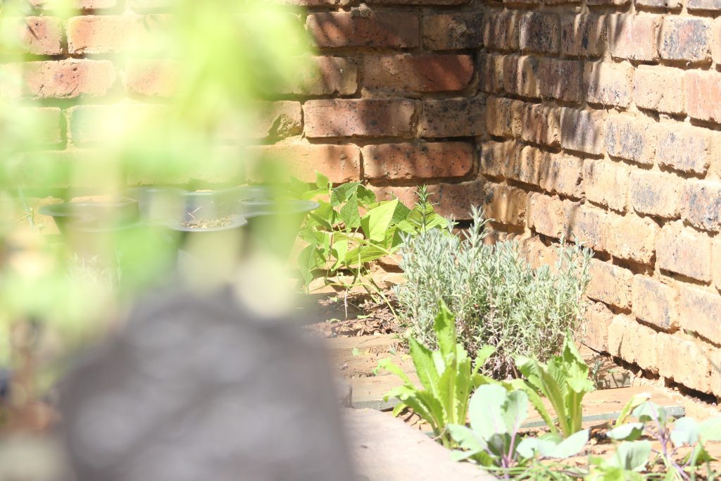 My vegetable garden - a passion project | Wisdoms and Wrinkles