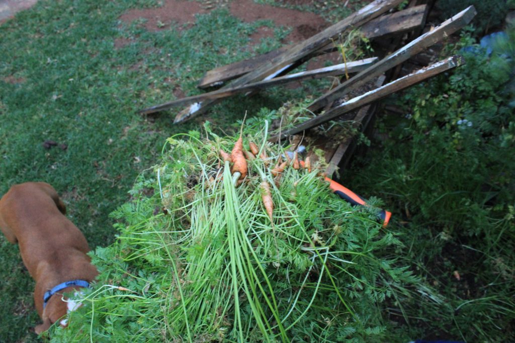 My vegetable garden - a passion project | Wisdoms and Wrinkles