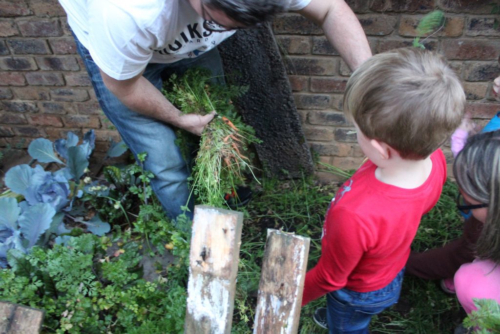 My vegetable garden - a passion project | Wisdoms and Wrinkles