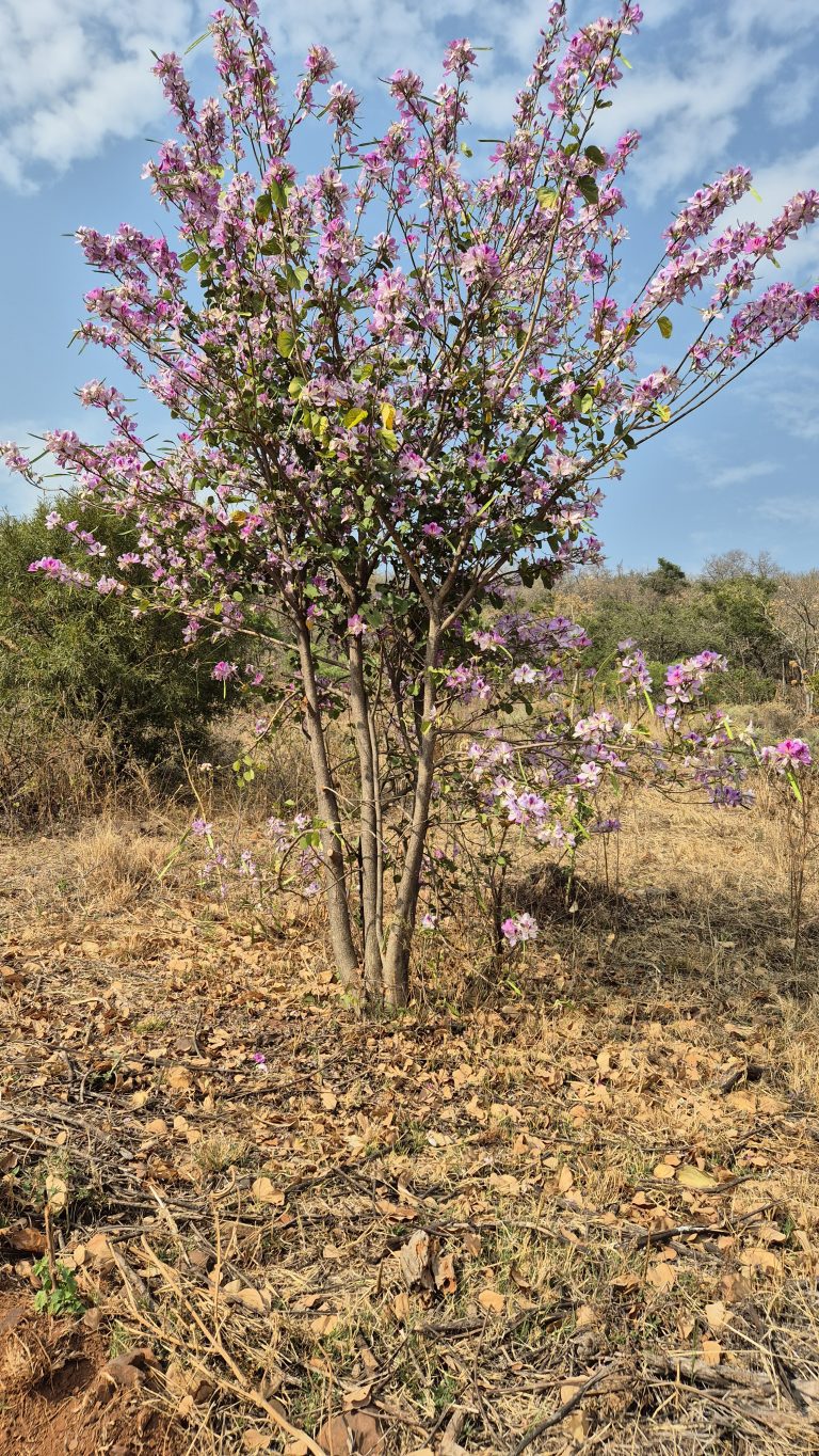 Wordless Wednesday – Spring