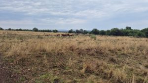 Sunday Hike – Hazeldean