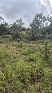 Sunday Walk – Jan Smuts House