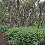 Sunday Hike – Die Bosveld